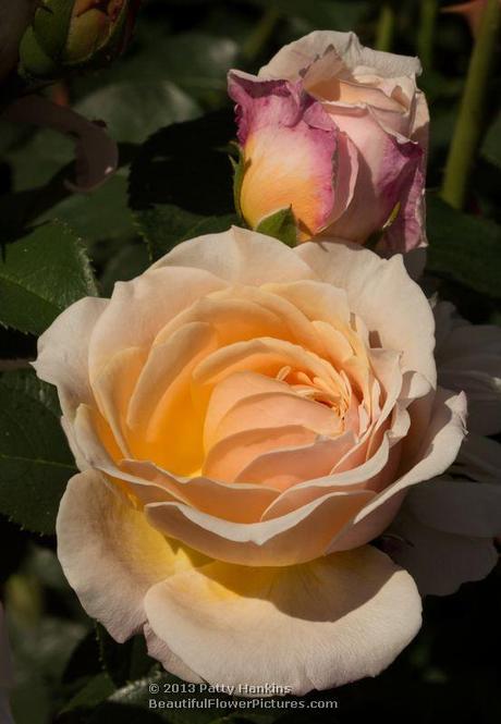 English Garden Rose © 2013 Patty Hankins