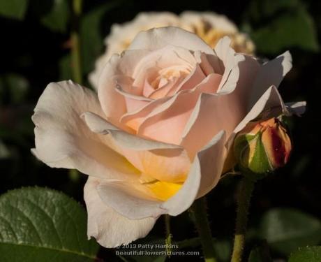 English Garden Rose © 2013 Patty Hankins