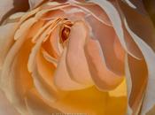 Beautiful Peach Yellow Pastel Roses