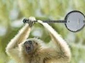 Gibbons With Banjos (Again)