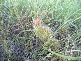 Summer MOMday: Campground Review - Dinosaur Provincial Park (Brooks, AB)