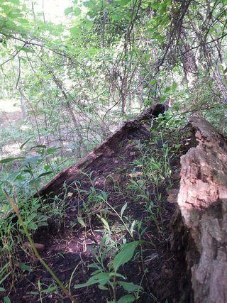 You just don't see this in the desert I live in here in California: seedings growing from the hollow of a fallen tree......