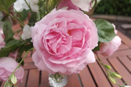 old english rose