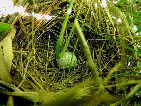 Song Sparrow nest