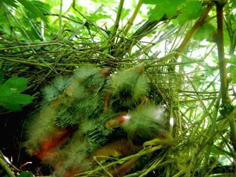 Black-headed Grosbeak nestlings, about 7 days old. 