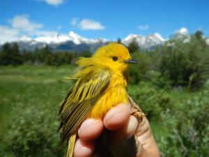 Up close and personal with a beautiful male Yellow Warbler. His feathers are a little ruffled because of the wind. And yes, those are the Tetons in the background. 