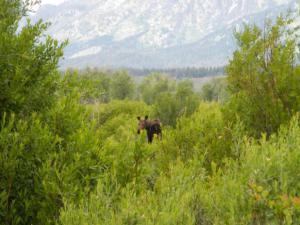 Moose at blacktail ponds