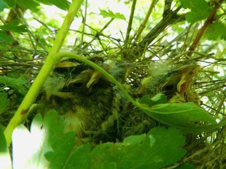 Black-headed Grosbeak nestlings at about day 12. Slightly cuter, but still pretty ugly. 