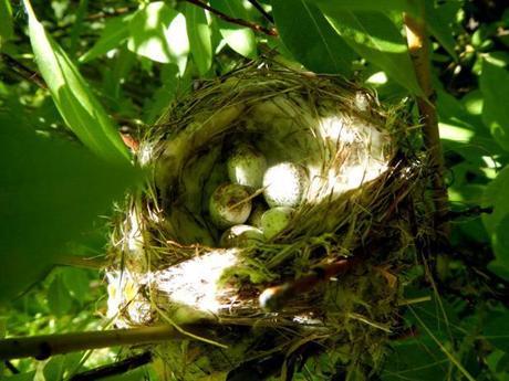 Yellow warbler nest