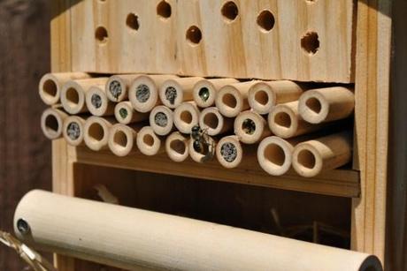 Leaf cutter bees in the insect hotel