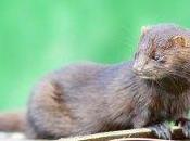 Anonymous Liberators Free 2,400 Minks from Farm Idaho