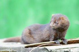 The American Mink is native to the Idaho region, and can survive in the wild after release from captivity