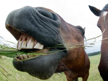 Arson at a New Mexico Horse Slaughterhouse