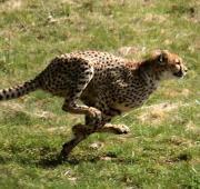 Featured Animal: Cheetah