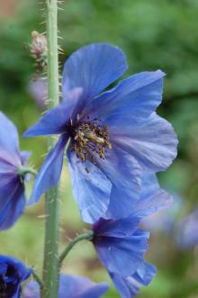 Meconopsis horridula Flower (23/06/2013, Kew Garden, London)