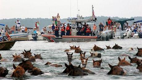 The Chincoteague Pony Swim