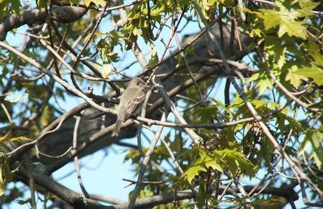 Willow Flycatcher sits in tree - Second Marsh - Oshawa - Ontario