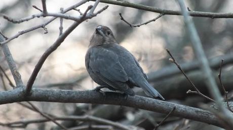 Brown-headed Cowbird, female 2 - Lynde Shores Conservation Area, Whitby, Ontario