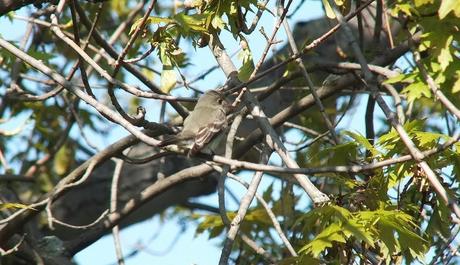 Willow Flycatcher holds wings downward sitting in tree - Second Marsh - Oshawa - Ontario