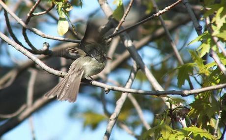 Willow Flycatcher takes flight from tree - Second Marsh - Oshawa - Ontario