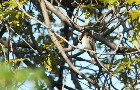 Willow Flycatcher looks at camera from tree - Second Marsh - Oshawa - Ontario