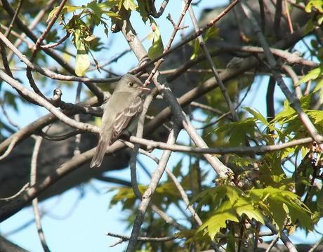 Willow Flycatcher in maple tree - Second Marsh - Oshawa - Ontario