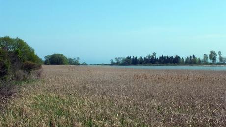 Second Marsh - looking towards Lake Ontario - Oshawa - Ontario