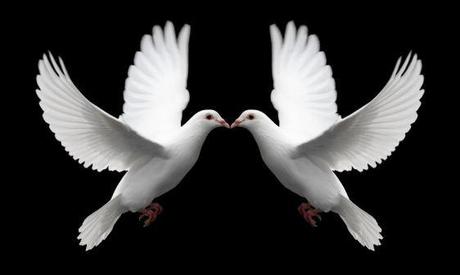 Pair_of_White_Doves_Symbolize_Love
