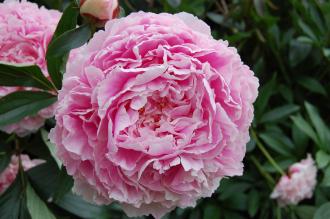 Paeonia lactiflora 'Sarah Bernhardt' Flower (23/06/2013, Kew Gardens, London)