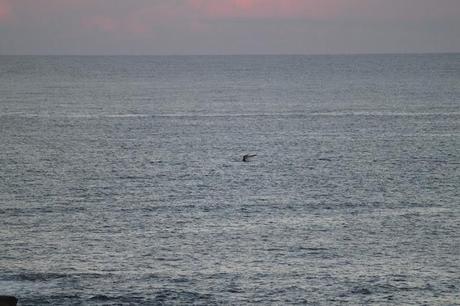 On the Trail of the Mighty Humpback