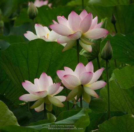 Lotus Blossoms 2013 – Part 1 Lotus - nelumbo nucifera