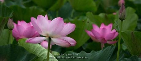 Lotus Blossoms 2013 – Part 1 Lotus - nelumbo nucifera