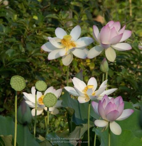 Lotus Blossoms 2013 – Part 1 Lotus - nelumbo nucifera