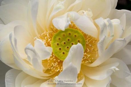 Lotus Blossom - nelumbo nucifera