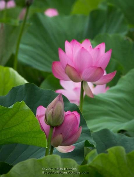 Lotus - nelumbo nucifera