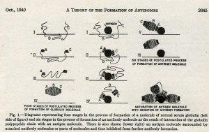 Diagram included in Pauling's article, 