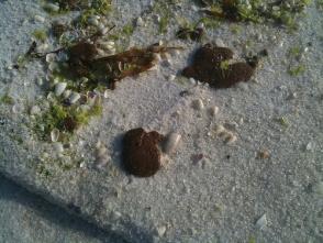  Tarballs on the sand near Opel Beach, FL. Image by Brian Hart, Flickr.com.