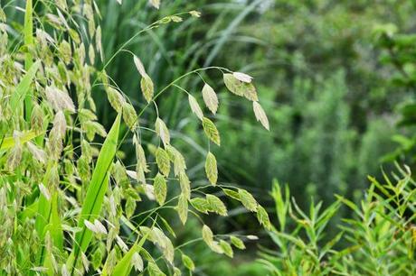 Checking out more of my ornamental grasses