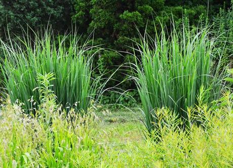 Checking out more of my ornamental grasses