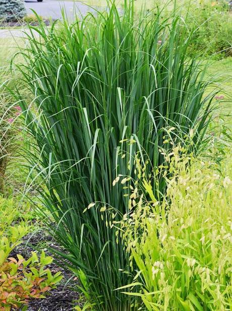 Checking out more of my ornamental grasses