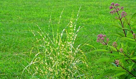 Checking out more of my ornamental grasses