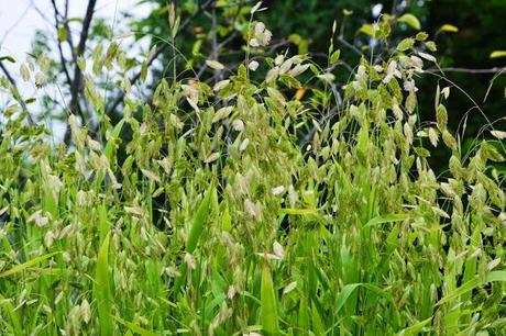 Checking out more of my ornamental grasses