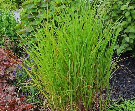 Checking out more of my ornamental grasses