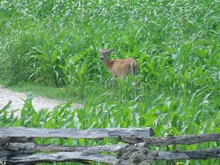 Outing to Wilson's Creek National Battlefield (pic heavy)