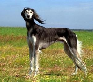 saluki