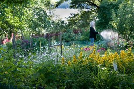 Watering on a stockholm allotment