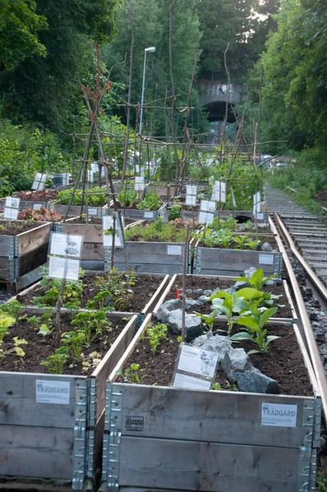 Sponsored Tradgard allotment 2