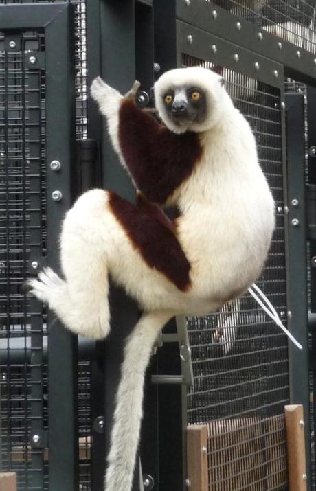 lemur at the Duke Lemur Center