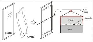 A specially fabricated sheet of silicone rubber (PDMS) creates a network of channels that function as an artificial circulatory system. Water flows through those channels on hot, sunny days, which should help keep windows -- and the air inside buildings -- cool. (Credit: Wyss Institute)