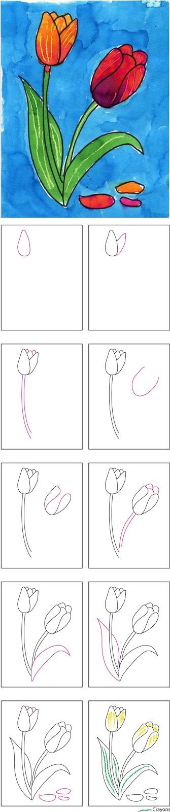 How to Draw a Tulip